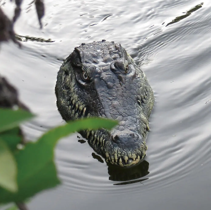 Crocodile Alligator Head Electric RC Boat With 2.4G Remote Control Gator Croc Simulation in action